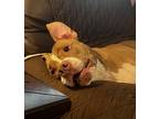 Adopt Nandy a Tan/Yellow/Fawn - with White American Staffordshire Terrier /