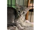 Adopt Peter a Gray, Blue or Silver Tabby Domestic Shorthair (short coat) cat in