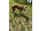 Adopt Marty a Brown/Chocolate Vizsla / Boxer / Mixed dog in Brooksville