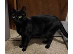 Adopt Sarah a All Black Domestic Shorthair (short coat) cat in Kirkwood