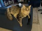 Adopt Pumpkin a Brown or Chocolate (Mostly) Domestic Longhair / Mixed (medium