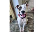 Adopt Anna a White - with Brown or Chocolate Staffordshire Bull Terrier / Mixed