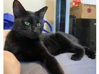 Adopt Tyga a All Black American Shorthair / Mixed (short coat) cat in Lincoln