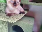 Siamese Male Kitten