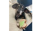 Adopt Rumi a Black - with Tan, Yellow or Fawn Manchester Terrier / Miniature