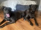 Adopt Candy a Black Labrador Retriever / Mixed dog in San Dimas, CA (39132843)