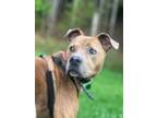 Adopt Gunner a Brindle Pit Bull Terrier / Mixed dog in Salisbury, NC (39130011)