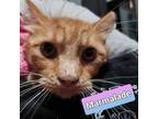 Adopt Marmalade a Orange or Red Tabby Domestic Longhair / Mixed (long coat) cat