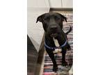 Adopt Donnie a Black - with White Great Dane / Labrador Retriever / Mixed dog in