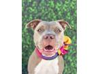 Adopt Chardonnay-ADOPT Me! a Tan/Yellow/Fawn - with White Pit Bull Terrier /