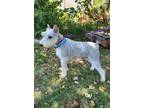 Adopt Max a White - with Gray or Silver Schnauzer (Miniature) / Mixed dog in