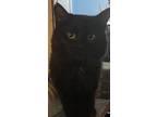 Adopt Tristan a All Black Domestic Longhair (long coat) cat in Upper Saddle