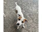 Adopt Journee a White - with Brown or Chocolate Jack Russell Terrier / Mixed