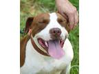 Adopt Rosie a White - with Brown or Chocolate Mixed Breed (Large) / Pit Bull