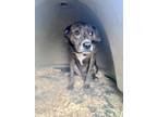Adopt Ranger a Brown/Chocolate - with Black Mixed Breed (Medium) / Mixed dog in