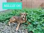 Adopt Millie a Catahoula Leopard Dog dog in Phoenix, AZ (39124168)
