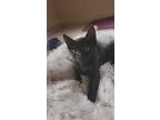Adopt Quinn a All Black Domestic Shorthair (short coat) cat in Great Falls