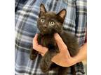 Adopt Madison a All Black Domestic Shorthair (short coat) cat in Great Falls