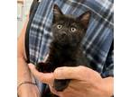 Adopt Kootenai a All Black Domestic Shorthair (short coat) cat in Great Falls