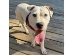 Adopt Dolly Parton a Mixed Breed