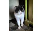 Adopt Tinkerbell a Black & White or Tuxedo Domestic Shorthair cat in