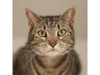 Adopt Pilaf a Domestic Short Hair