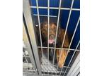 Adopt Tate a Brown/Chocolate Mixed Breed (Medium) dog in Whiteville
