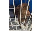 Adopt waffles a Brown/Chocolate Mixed Breed (Medium) dog in Whiteville