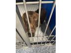 Adopt Hezz a Brown/Chocolate Mixed Breed (Medium) dog in Whiteville