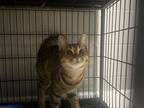 Adopt Tigger a Tiger Striped Domestic Shorthair cat in Whiteville, NC (39119355)