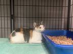 Adopt Whiskey a Calico or Dilute Calico Domestic Shorthair cat in Whiteville