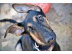 Adopt Lulu a Tan/Yellow/Fawn - with Black German Shepherd Dog / Mixed dog in