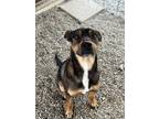 Adopt Laverne a Black - with Brown, Red, Golden, Orange or Chestnut Mixed Breed