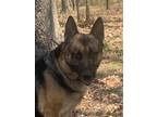 Adopt Koda a Black - with Gray or Silver German Shepherd Dog / Mixed dog in