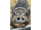 Adopt Randall a Pig (Farm) farm-type animal in Fairfield, CT (39116236)