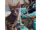 Adopt Jaxx a Brown Tabby Domestic Shorthair (short coat) cat in Arlington/Ft