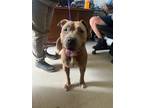 Adopt Buttercup a Tan/Yellow/Fawn American Pit Bull Terrier dog in Whiteville