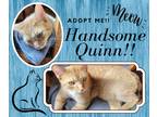 Adopt Quinn a Orange or Red Tabby Domestic Shorthair (short coat) cat in Paris
