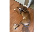 Adopt Sam a Brown/Chocolate - with White Mutt / Mutt / Mixed dog in Tuscaloosa