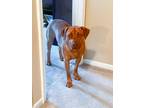 Adopt Louie a Tan/Yellow/Fawn Mutt / Mixed dog in Tuscaloosa, AL (39107785)