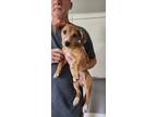 Adopt Sweet Pea a Tan/Yellow/Fawn Mixed Breed (Medium) dog in Whiteville
