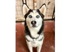 Adopt Duke a Black - with White Siberian Husky / Mixed dog in Phoenix