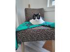 Adopt Olivia a Black & White or Tuxedo Domestic Shorthair / Mixed cat in San