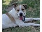 Adopt Buster Brown a Tan/Yellow/Fawn - with White Shepherd (Unknown Type) /
