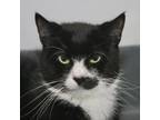 Adopt Hello Kitty a Domestic Short Hair