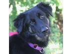 Adopt Indie a Mixed Breed