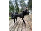 Adopt Blue a Black - with White Labrador Retriever / Mixed dog in Atlanta