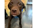 Adopt Hela a Chocolate Labrador Retriever