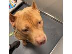 Adopt Honey a Mixed Breed