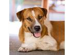 Adopt Lemorro a White - with Brown or Chocolate Mixed Breed (Medium) / Mixed dog